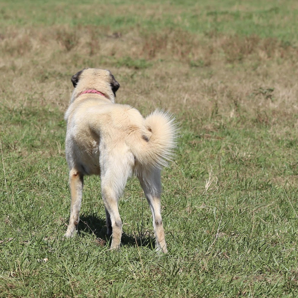 anatolian shepherd farm dog